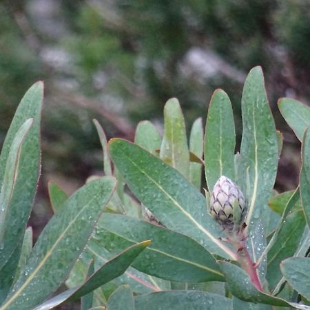 Austiny Bed And Breakfast Victor Harbor Εξωτερικό φωτογραφία