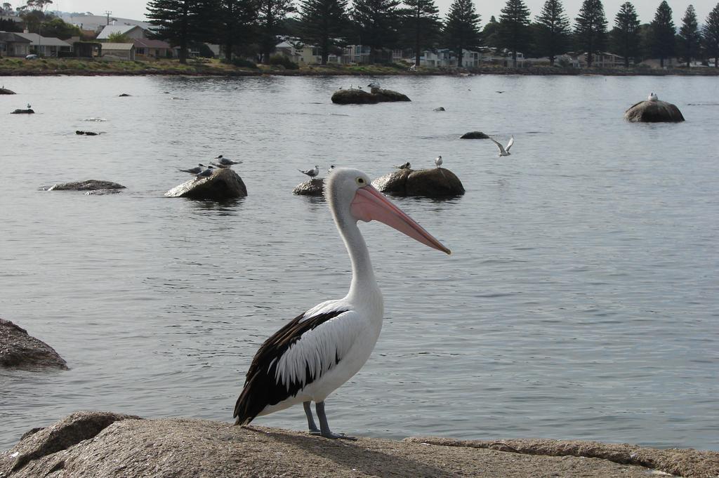 Austiny Bed And Breakfast Victor Harbor Εξωτερικό φωτογραφία