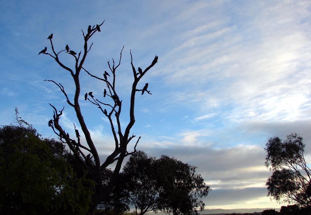 Austiny Bed And Breakfast Victor Harbor Εξωτερικό φωτογραφία