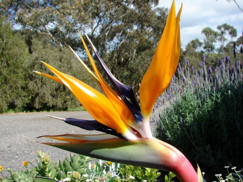 Austiny Bed And Breakfast Victor Harbor Εξωτερικό φωτογραφία