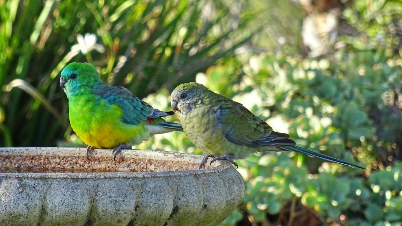 Austiny Bed And Breakfast Victor Harbor Εξωτερικό φωτογραφία